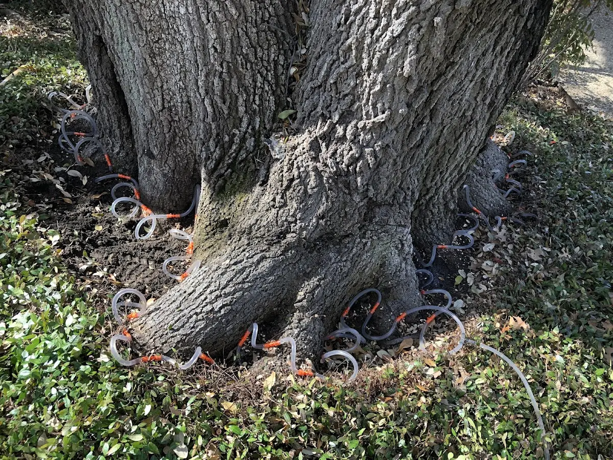 Detailed Tree Cabling and Bracing job site in Niota