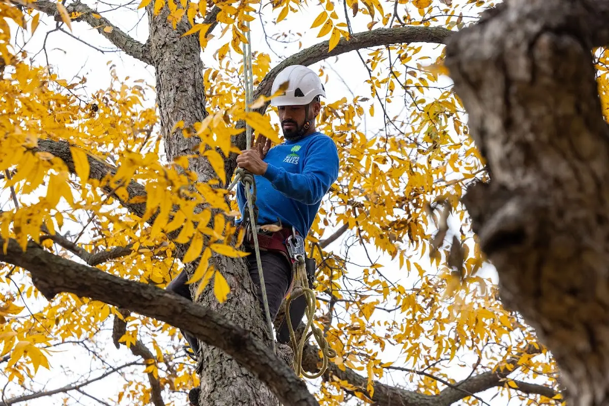 Skilled Tree Planing crew working in Niota
