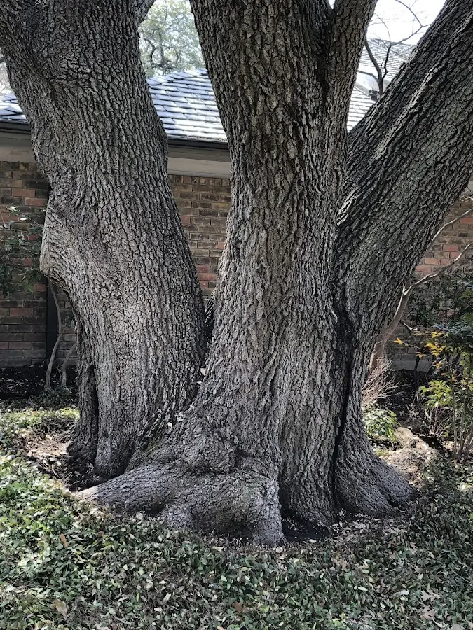 Mature heritage tree close to a Niota property cared for by certified arborists